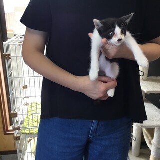 2か月くらいの子猫