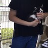 2か月くらいの子猫 サムネイル2