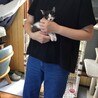 2か月くらいの子猫 サムネイル3