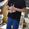 2か月くらいの子猫 サムネイル4