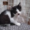 2か月くらいの子猫 サムネイル5
