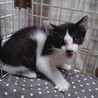 2か月くらいの子猫 サムネイル6