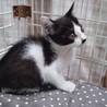 2か月くらいの子猫 サムネイル7