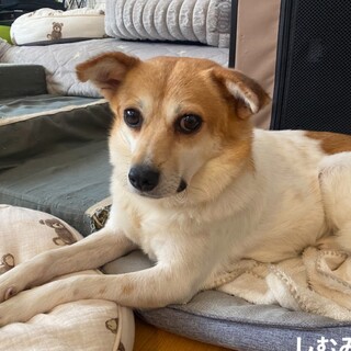 甘えん坊とお散歩開始！雑種の武43しむみんちゃん