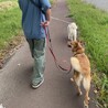 美人で人懐こい雑種のりんちゃん サムネイル3
