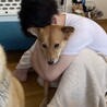 美人で人懐こい雑種のりんちゃん サムネイル2