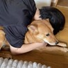 美人で人懐こい雑種のりんちゃん サムネイル7