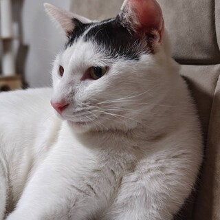 前髪ぱっつん甘えん坊くん