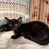 美人黒猫✨シャネルちゃん サムネイル3