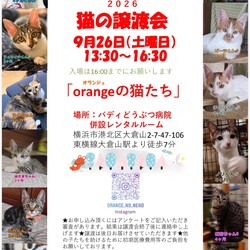 orangeの猫たちの譲渡会