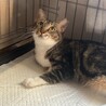 調整中のため一旦ストップさせていただきます サムネイル4