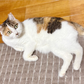 人馴れ抜群❤️三毛猫みずなちゃん