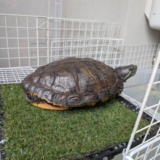 ミドリガメの里親を探しています【東京都】