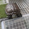 ミドリガメの里親を探しています【東京都】 サムネイル2