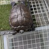 ミドリガメの里親を探しています【東京都】 サムネイル3