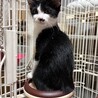 ツヤツヤ黒毛のハチワレくん サムネイル3