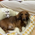 里親様、募集します！
