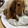 里親様、募集します！ サムネイル3