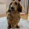 里親様、募集します！ サムネイル4