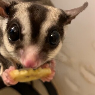 フクロモモンガ♂里親募集‼️