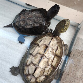 クサガメ（小亀）2匹の里親になって頂けませんか？
