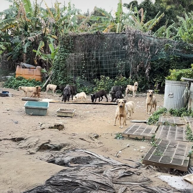 Dog_rescue_Okinawaのカバー写真