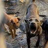 Dog_rescue_Ok... さん