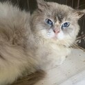 ラグドール男の子2歳　綺麗なブルーアイ