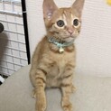 9/26譲渡会参加茶トラ子猫♂