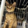 9/26譲渡会参加鍵しっぽ茶トラ♂子猫 サムネイル3