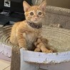 9/26譲渡会参加鍵しっぽ茶トラ♂子猫 サムネイル4