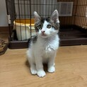 9/26譲渡会参加ふわふわきじしろ子猫♂