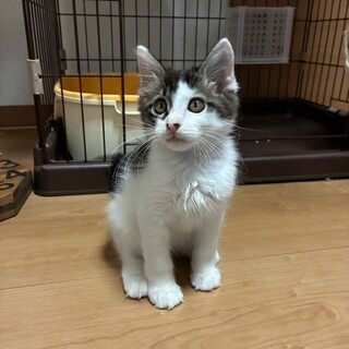 9/26譲渡会参加ふわふわきじしろ子猫♂