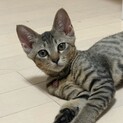 9/26譲渡会参加キジ子猫♀