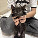 とっても可愛い黒猫の女の子です♪