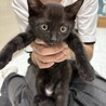 とっても可愛い黒猫の女の子です♪