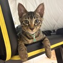 9/26譲渡会参加キジ子猫♂
