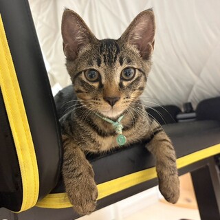 9/26譲渡会参加キジ子猫♂
