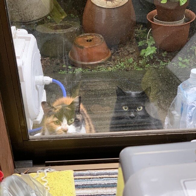 ごーぴのカバー写真
