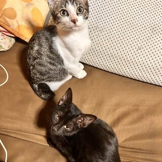 キジ白と黒猫の子猫のオス。