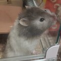 ハムスターの里親を募集しています。