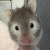 ひまわりのタネダネ