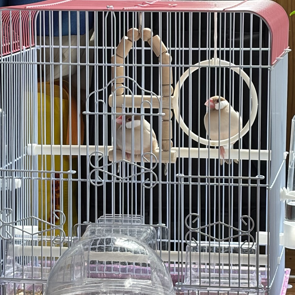 ネネ ココのカバー写真