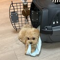 里親を探しています