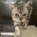 人も猫も大好きな甘えん坊さん！アメショ4歳オス