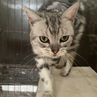 人も猫も大好きな甘えん坊さん！アメショ4歳オス