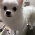 ﾊｰﾌ犬（ポメチワ）の里親募集