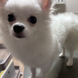ﾊｰﾌ犬（ポメチワ）の里親募集