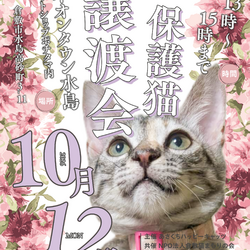 保護猫譲渡会（予約不要）