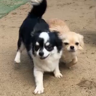 穏やかな男の子です！